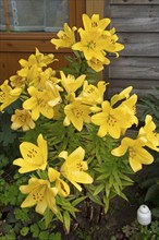 Lilies (Lilium), yellow, flowers, Wustrow, Darß, Mecklenburg-Vorpommern, Germany, Europe