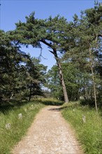 Circular hiking trail, trees, pines, Darßer Ort, Born a. Darß, Mecklenburg-Vorpommern, Germany,