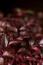 Closeup view of leaves of sprouted amaranth seeds, photo with shallow depth of field