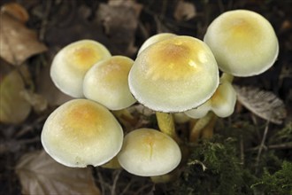 Sulphur tuft (Hypholoma fasciculare), North Rhine-Westphalia, Germany, Europe