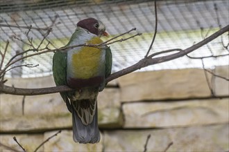 Yellow-breasted Fruit Dove (Ptilinopus occipitalis), Walsrode Bird Park, Lower Saxony, Germany,