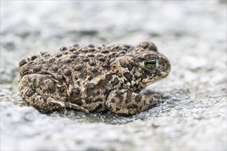 Natterjack toad (Epidalea calamita), Emsland, Lower Saxony, Germany, Europe