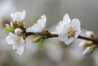 Japanese almond cherry (Prunus tomentosa), Emsland, Lower Saxony, Germany, Europe