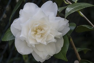 Camellia (Camellia japonica) blossom, Emsland, Lower Saxony, Germany, Europe