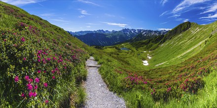 Alpine rose blossom, panorama from the Fellhorn over the Schlappoldsee and mountain station of the