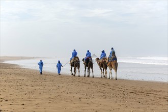 Tourists riding camels on beach dressed in blue Bedouin robes, Essaouira, Morocco, north Africa,