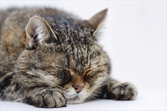 Old tired cat sleeping in front of white background. KI generiert, generiert, AI generated