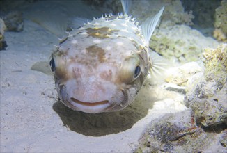 Spotbase burrfish (Cyclichthys spilostylus), dive site Shaab El Erg Dolphin House, Red Sea, Egypt,