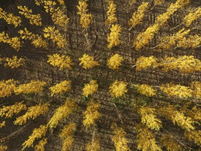 European Aspen (Populus tremula) in autumnal colours. Cultivated for timber. Aerial view. Drone