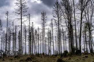 Dead spruce trees, broken by wind, lying in disarray, forest dieback in the Arnsberg Forest nature