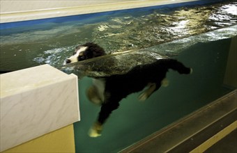 Rehabilitation of Bernese mountain dog in swimming in water practicing canine hydrotherapy after