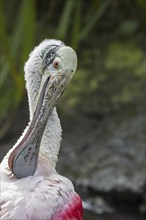 Roseate spoonbill (Platalea ajaja, Ajaja ajaja) preening feathers with spatulate bill