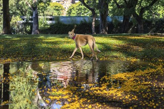 Beautiful light brown greyhound walking in the park after the rain. Colorful and warm scene