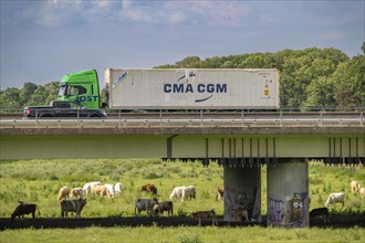 Container lorry on the A40 motorway, bridge over the Ruhr and Styrumer Ruhrauen, herd of cattle,