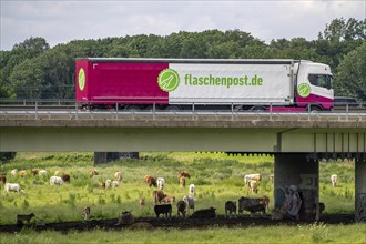 Lorry on the A40 motorway, bridge over the Ruhr and Styrumer Ruhrauen, herd of cattle, dairy cows