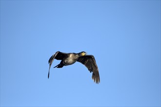 Great cormorant (Phalacrocorax carbo), in flight, in front of a blue sky, subsidence area, Bottrop,