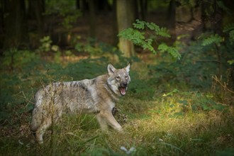 Moritzburg Game Reserve, Moritzburg, Saxony, Germany, Europe