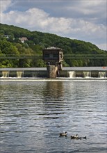 Nile goose family (Alopochen aegyptiaca) at the weir of the Stiftsmühle run-of-river power station,