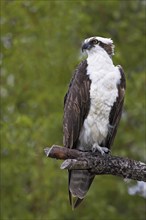 Western osprey (Pandion haliaetus), perch, Everglades NP, Flamingo, Florida, USA, North America