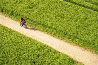 Cereal fields in spring, still green and fresh in growth, field path, cyclist, North