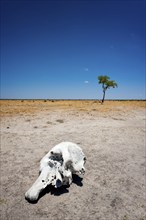 Elephant skull (Loxodonta africana), skull, skeleton, death, poacher, landscape, steppe, aridity,