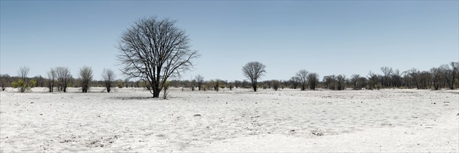 Bizarre landscape in a salt pan, drought, heat, global warming, tree, dead, drought, desert,