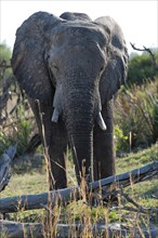 Elephant (Loxodonta africana), frontal, whole, safari, tourism, travel, Savuti region, Chobe