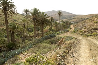 Sandy track in fertile valley farmland, Betancuria, Fuerteventura, Canary Islands, Spain, Europe