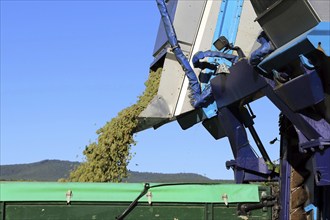 Grape grape harvest with full harvester in the district of Bad Dürkheim, Rhineland-Palatinate