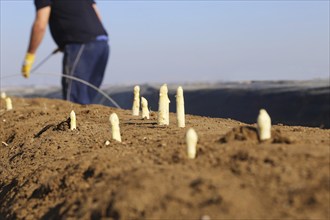 Agriculture asparagus harvest in a field near Mutterstadt, Rhineland-Palatinate