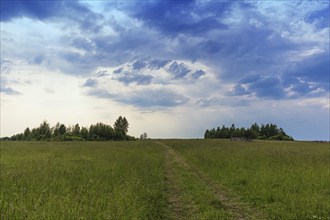 Rural landscape with group of trees and evening sky with clouds