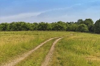 Rural landscape with country road, the sky before the storm and a group of trees