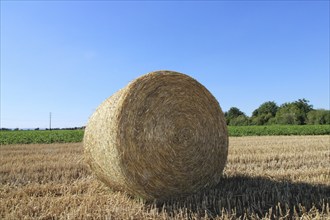 Straw pressed into round bales on a harvested wheat field in the evening sun (Mutterstadt,