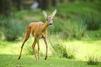 Roe deer (Capreolus capreolus) walking on a meadow next to the forest, Bavaria, Germany, Europe