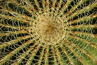 Golden barrel cactus (Echinocactus grusonii), Cala de Sant Vicenc, near Pollença, Majorca, Balearic