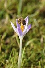 Crocus blossom, bee, February, Germany, Europe