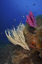 White gorgonian (Eunicella singularis) and violescent sea-whip (Paramuricea clavata), dive site