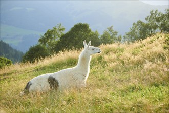 Llama (Lama glama) lying on a meadow in the mountains in tirol, Kitzbühel, Wildpark Aurach,