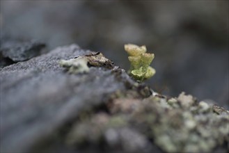 Cup lichen (Cladonia fimbriata) growing on a rock, landscape, close-up, nature, nature photograph,