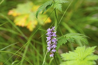 Moorland spotted orchid (Dactylorhiza maculata), close-up, nature, landscape, Tynset, Innlandet,