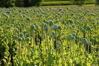 Poppy, (Papaver somniferum), poppy field, Waldviertel grey poppy, poppy village Armschlag,