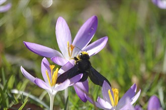 Crocus blossom with wood bee, February, Germany, Europe