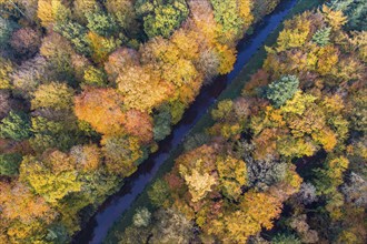 Mixed forest in autumn, colouring, aerial view, forest, autumnal, district Vechta, Moorbach, Daren,