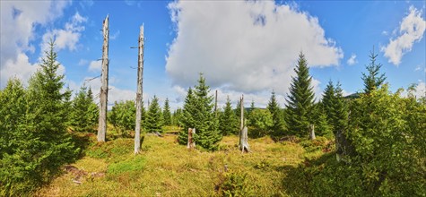 Vegetation with Norway spruce (Picea abies) and colored European blueberry (Vaccinium myrtillus) on