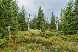 Vegetation with Norway spruce (Picea abies) and colored European blueberry (Vaccinium myrtillus) on