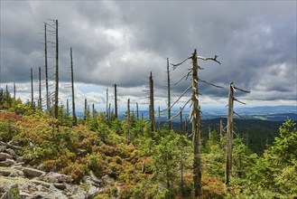 Vegetation with Norway spruce (Picea abies) and colored European blueberry (Vaccinium myrtillus) on