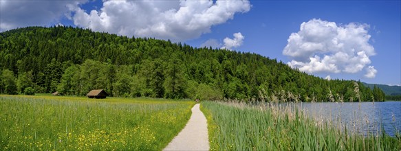 Hiking trail at Barmsee, reed zone, Krün, Werdenfelser Land, Upper Bavaria, Bavaria, Germany,