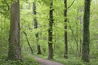 Forest path leads through a deciduous forest with flowering ramson (Allium ursinum), North