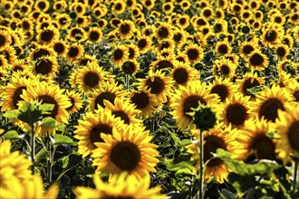 Sunflowers in a field, Mallnow