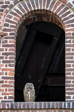 Eurasian eagle-owl (Bubo bubo), fledgling, in an old window of the Malakow tower, industrial